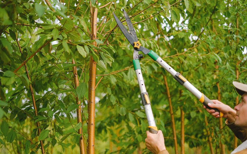Tree trimming in Rolla, ND