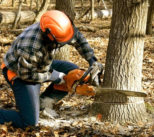 Tree Removal in Rolla, ND
